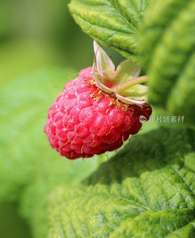 覆盆子成熟在覆盆子植物/藤，水果笼/菜园